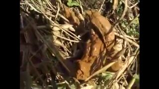 Shaved babe shitting, ScatKings.com Scat Porn 16 ScatKings.com Scat Porn